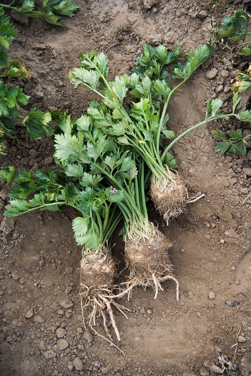 What is celery root? What does celery root taste like? | The